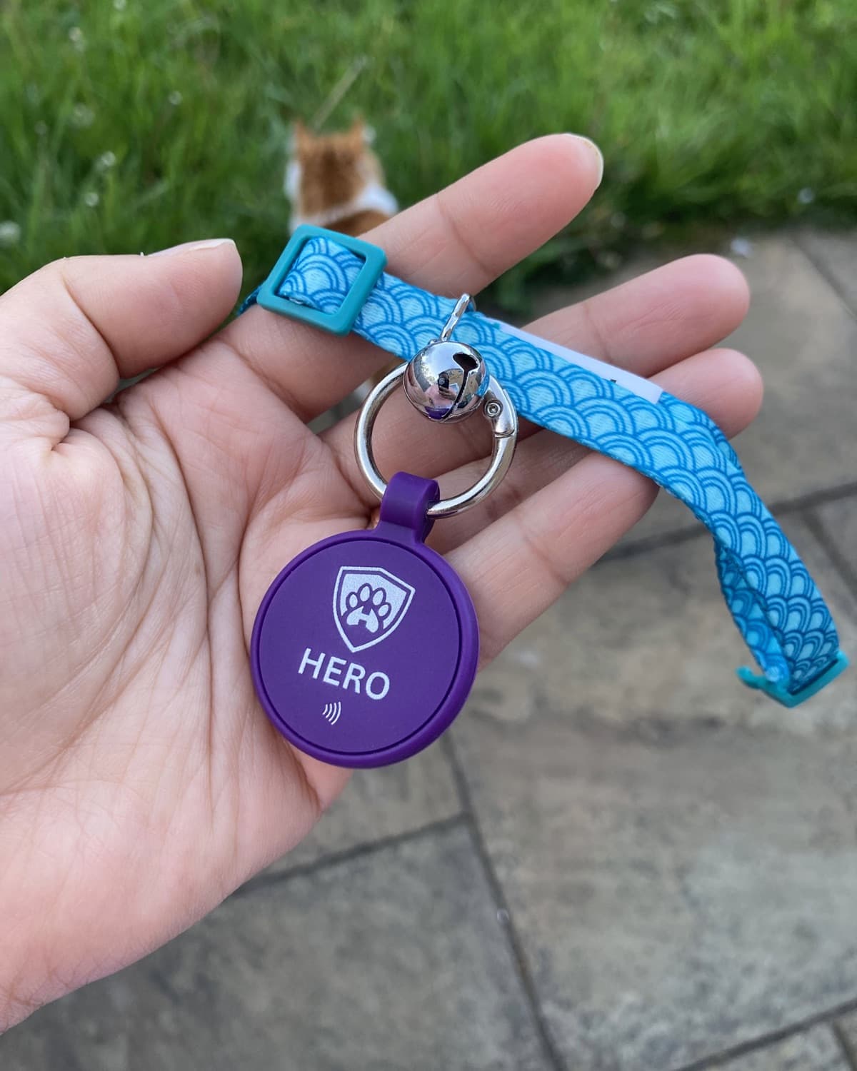 A purple Hero tag on Tom’s blue patterned collar, held in an open hand